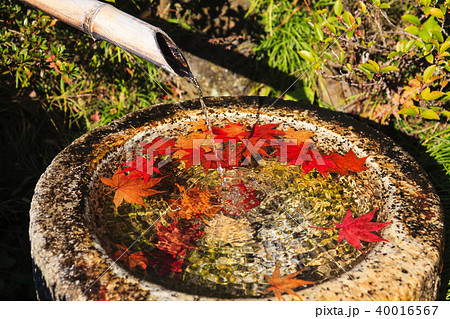 つくばいに浮く数枚の紅葉した楓の葉と竹から流れ落ちる水 つくばいに浮く数枚の紅葉した楓の葉と竹から流れ落ちる水 40016567