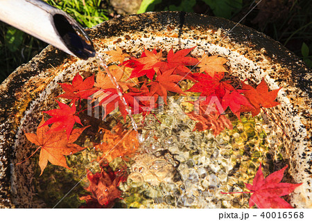 つくばいに浮く数枚の紅葉した楓の葉と竹から流れ落ちる水の写真素材