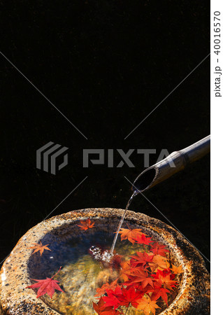 つくばいに浮く数枚の紅葉した楓の葉と竹から流れ落ちる水 つくばいに浮く数枚の紅葉した楓の葉と竹から流れ落ちる水 40016570