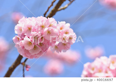 Blossom tree. Nature background , Spring flowers. 40016697