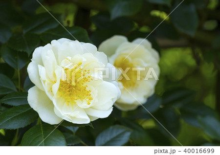 バラ 40016699