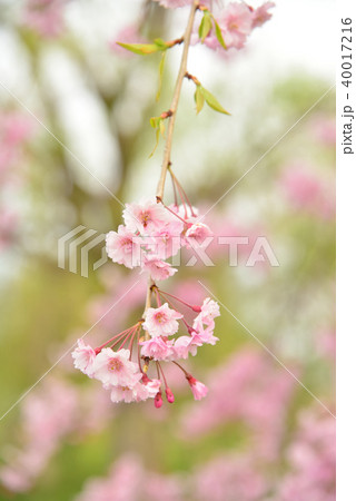 奥州市慶徳公園のシダレザクラ 40017216