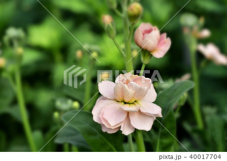 ストックの花 ストックの花 40017704