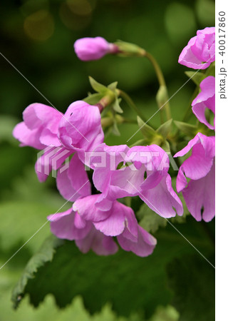 サクラソウ(衣通姫) サクラソウ(衣通姫) 40017860