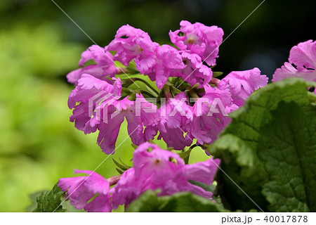 サクラソウ（八橋） 40017878