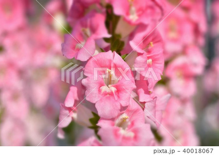 キンギョソウの花 40018067