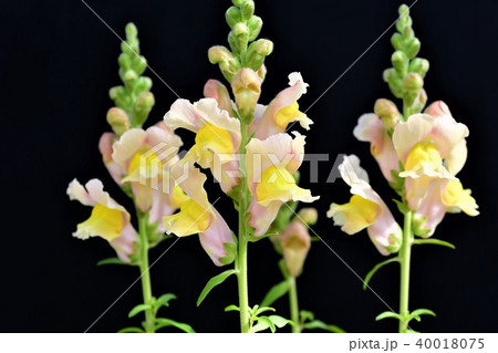 キンギョソウの花 キンギョソウの花 40018075