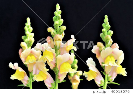 キンギョソウの花 40018076