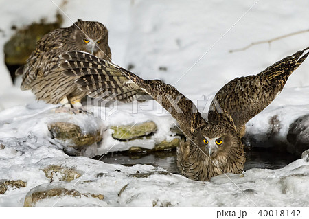 シマフクロウ 40018142