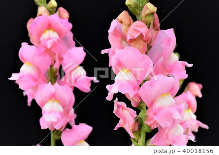 キンギョソウの花 キンギョソウの花 40018156