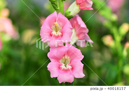 キンギョソウの花 キンギョソウの花 40018157