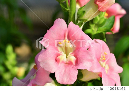 キンギョソウの花 40018161