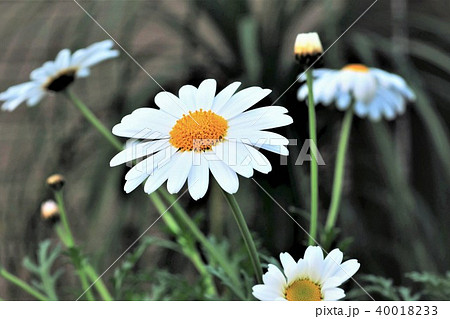 マーガレットの花 マーガレットの花 40018233