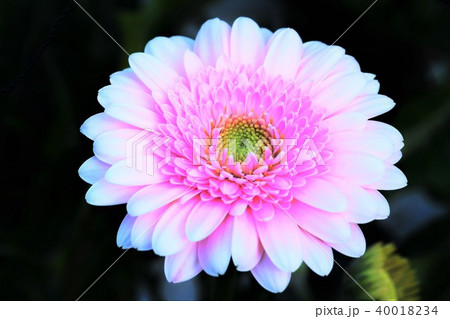 マーガレットの花 40018234
