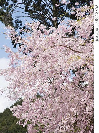 しだれ桜のイメージ写真 しだれ桜のイメージ写真 40018352