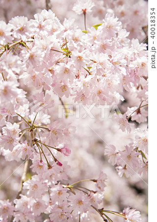 しだれ桜のイメージ写真 40018354
