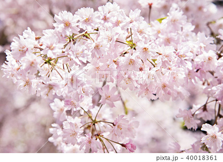 しだれ桜のイメージ写真 しだれ桜のイメージ写真 40018361