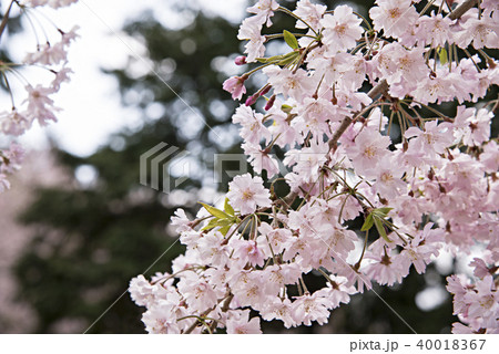 しだれ桜のイメージ写真 しだれ桜のイメージ写真 40018367