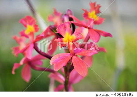 ラン科の花の写真素材