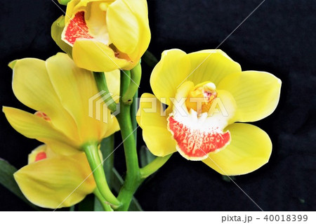 ラン科の花の写真素材