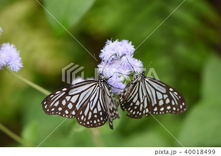 ヒメアサギマダラ 40018499