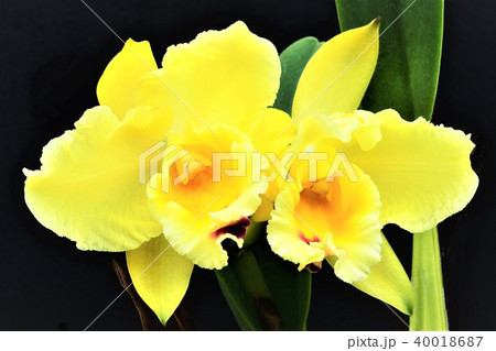 ランの花 ランの花 40018687