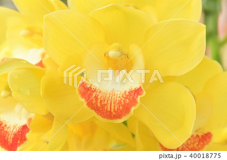 ランの花 40018775