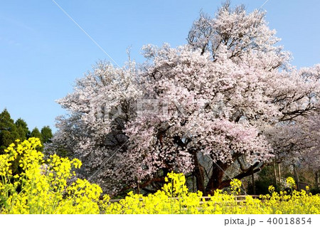 一心行の大桜 40018854