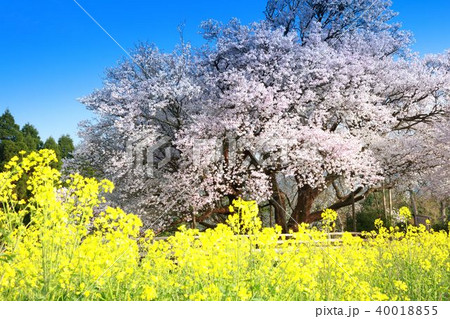 一心行の大桜 40018855