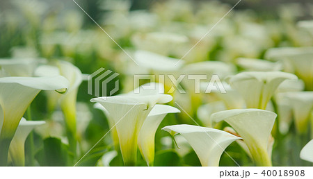 台湾 花期 紫陽花 40018908