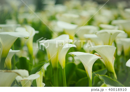 台湾 花期 紫陽花 40018910