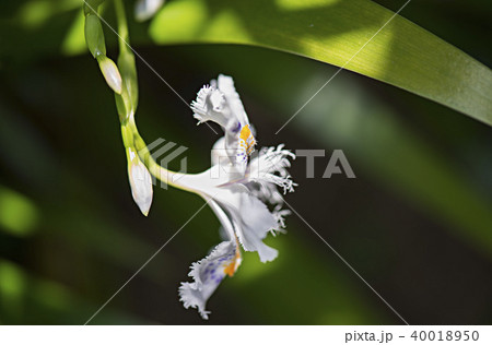 シャガの花のイメージ写真 40018950