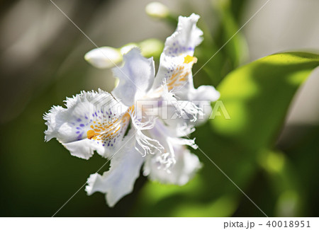 シャガの花のイメージ写真 40018951