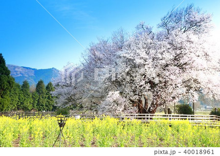 一心行の大桜 一心行の大桜 40018961