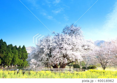 一心行の大桜 一心行の大桜 40018962