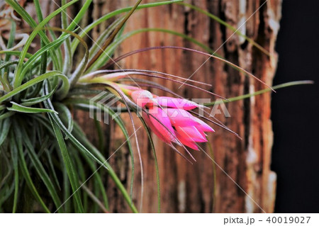 温室の花の写真素材