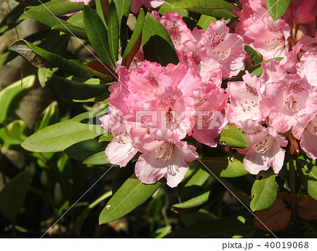 ツツジ科の花「シャクナゲ」 ツツジ科の花「シャクナゲ」 40019068