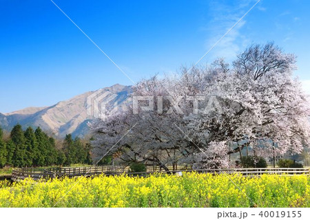 一心行の大桜 一心行の大桜 40019155