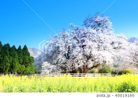 一心行の大桜 40019160