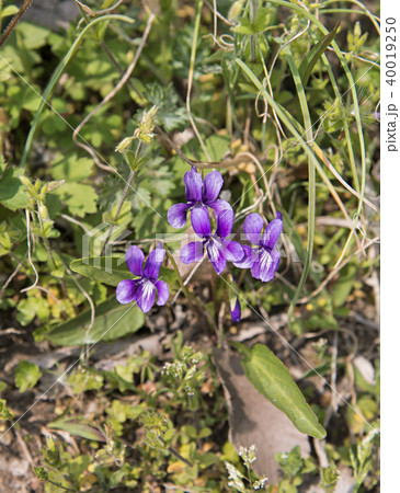 スミレの花 スミレの花 40019250