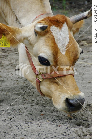 ジャージー種 40019443