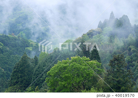 紀伊山地 雨上がりの霧 紀伊山地 雨上がりの霧 40019570