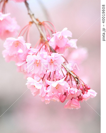 枝垂れ桜　8分咲き イメージ 40019608
