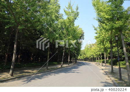 大阪城公園の銀杏並木 40020224