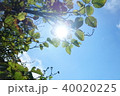 新緑の青空 40020225
