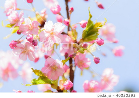 河津桜 40020293