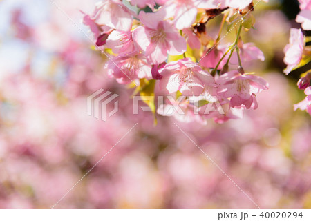 河津桜 河津桜 40020294