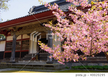 河津桜 河津桜 40020295