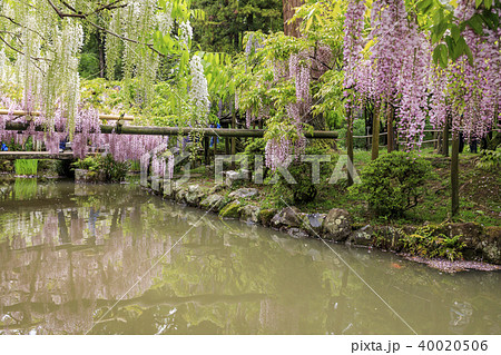 春日大社　萬葉植物園 40020506