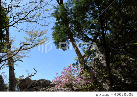 工石山　ヒノキびょうぶ岩　春 40020609